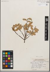 Foto von Salix humilis Marshall